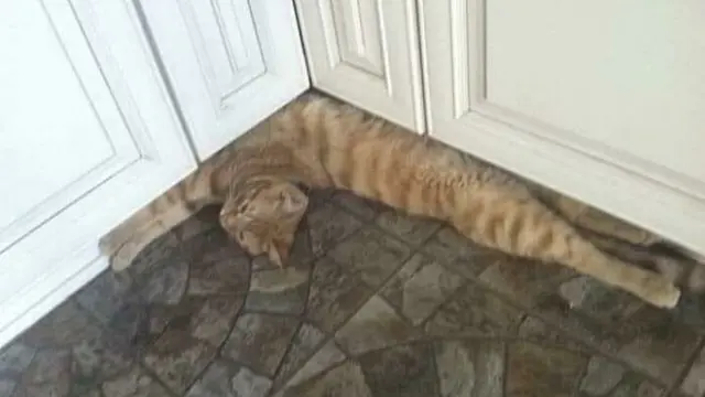 7 Tingkah Laku Kucing saat Sendirian Ini Bikin Geleng Kepala