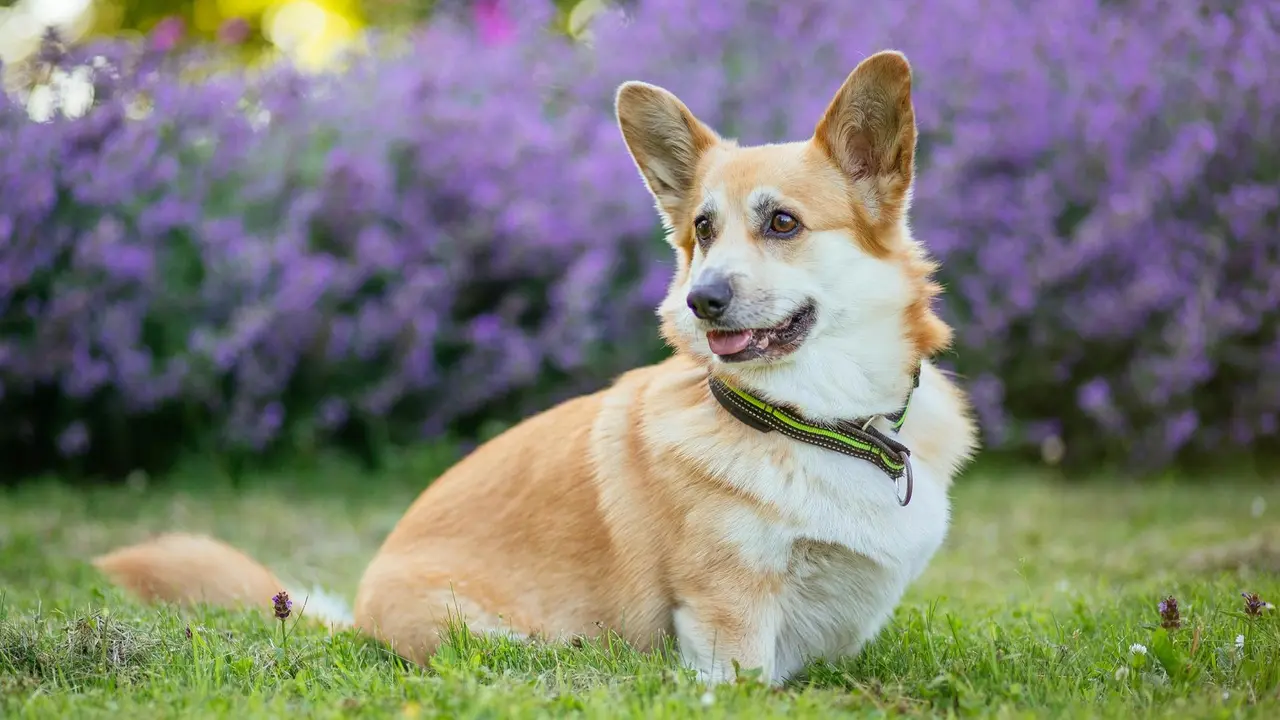 Pembroke Welsh Corgi