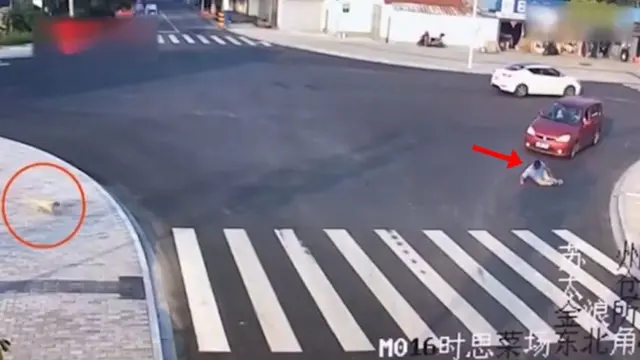 Lihat Orang Tertabrak Saat Nyebrang, Aksi Anjing Ini Bikin Geleng-Geleng