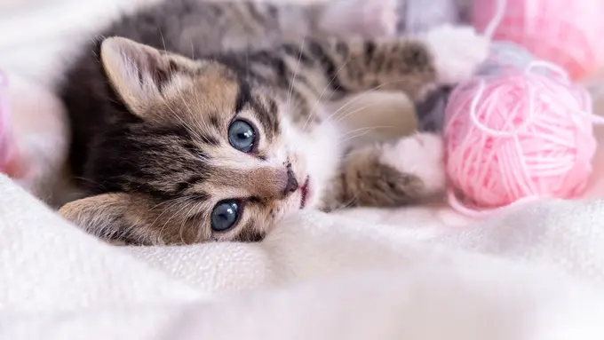 Tolong, Kucingku Doyan Menghisap Kain Wol!