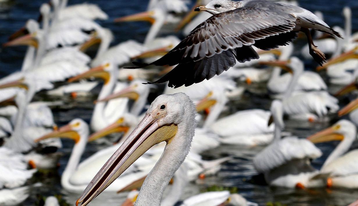 Kawanan pelikan putih, salah satu burung terbesar dari Kanada dan Amerika Serikat, terlihat di pantai laguna Chapala di Cojumatlan, Meksiko pada 28 Januari 2020. Pelikan putih melakukan perjalanan ribuan kilometer bermigrasi dari suhu rendah Amerika Utara. (Photo by ULISES RUIZ / AFP)
