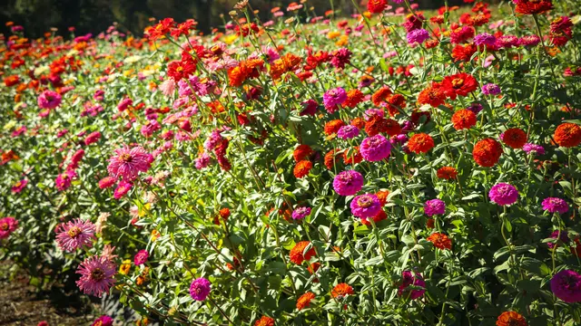 Bunga Zinnia