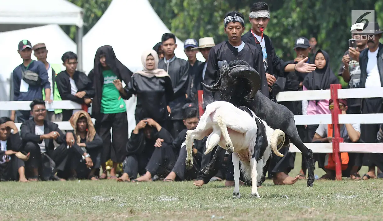 Dua domba saat mengikuti ketangkasan domba Garut dalam acara Jambore Peternakan Nasional 2017 di Buperta Cibubur, Jakarta, Sabtu (23/9). Lomba ini diikuti sebanyak 160 ekor domba.  (Liputan6.com/Herman Zakharia)