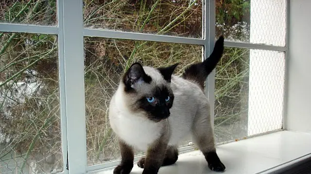 Siamese Cat
