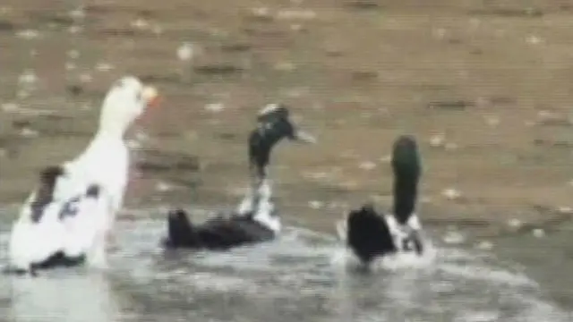 [VIDEO] Serunya Lomba Tangkap Bebek Berhadiah Uang