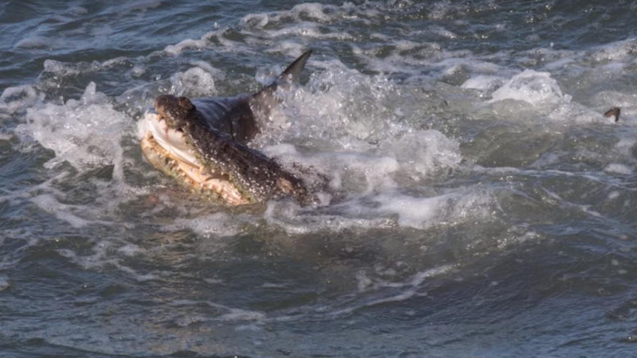 Pertarungan Sengit Buaya dan Ikan Hiu, Siapa Pemenangnya?