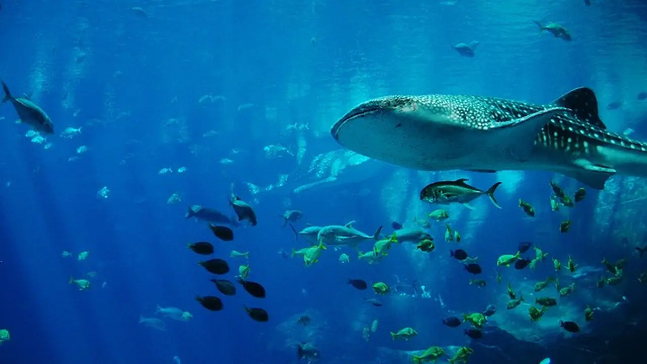 Ilustrasi Ikan Terbesar di Dunia (Sumber : Pixabay)