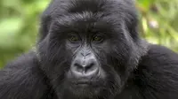 Gorila remaja bernama Cyizanye terlihat di Mgahinga Gorilla National Park, Uganda, Jumat (20/11/2015). Taman nasional terkecil di Uganda ini menyimpan sekitar 400 ekor Gorila. (REUTERS/Edward Echwalu)