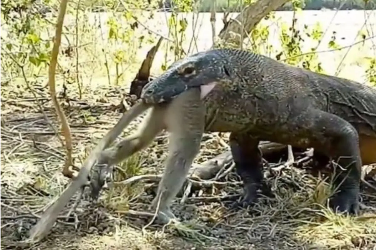 Viral, Video Komodo Memangsa Monyet dalam Keadaan Utuh