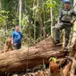 Kapolda Riau Irjen Agung berdiri di atas kayu Cagar Biosfer Giam Siak Kecil yang menjadi pembalakan liar di Kabupaten Siak. (Liputan6.com/M Syukur)