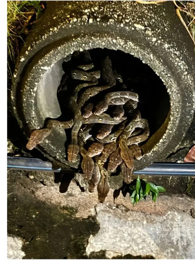 28 Bayi Ular Piton Ditemukan di Saluran Air Bersama Induknya, Bikin Merinding