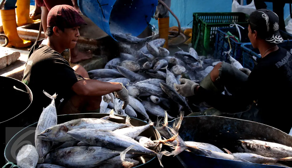 Aktivitas bongkar muat ikan di Pelabuhan Muara Baru, Jakarta, Selasa (22/9/2015). Nelayan mengeluh mahalnya BBM dan Peraturan Menteri No. 2/2015 tentang larangan penggunaan pukat hela dan pukat tarik membuat nelayan merugi. (Liputan6.com/Angga Yuniar) 