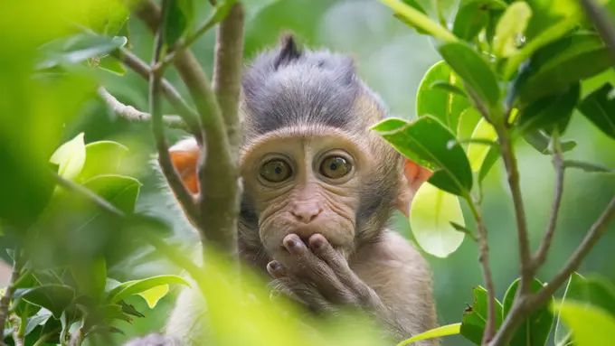 Arti Mimpi Melihat Monyet Kecil: Sebuah Analisis Simbolis