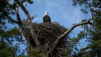 Elang Pembuat Sarang Terbesar di Antara Seluruh Spesies Burung, Ini Faktanya