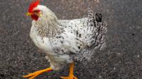 Ilustrasi ayam. (Foto oleh Frank Grün: https://www.pexels.com/id-id/foto/foto-close-up-ayam-putih-dan-hitam-di-tarmac-3757197/)