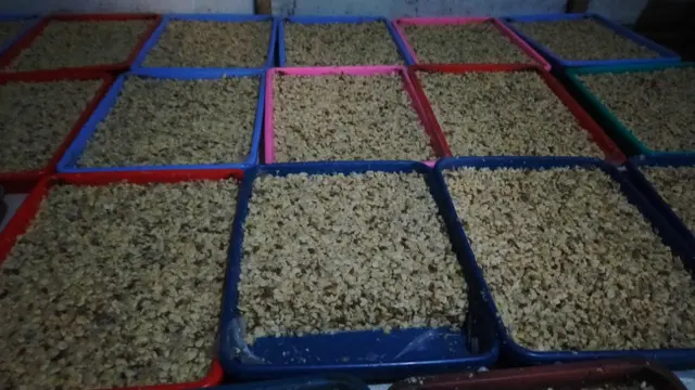 Melihat Produksi Tempe Kacang Khas Malang, Gurih dan Kaya Gizi