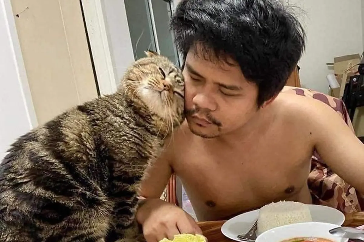 kucing rebut suami