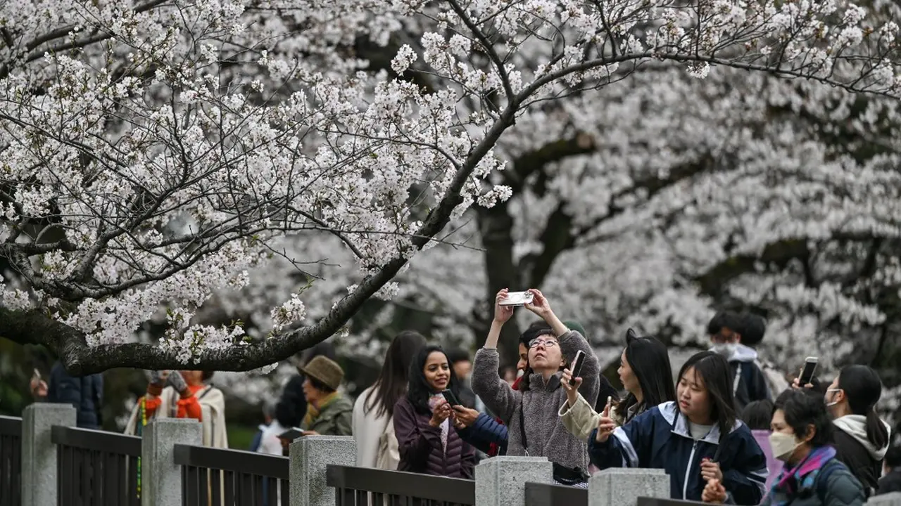Potret Semarak Musim Sakura di Tokyo Jepang, Turis Asing dan Warlok Berebut Momen Indah