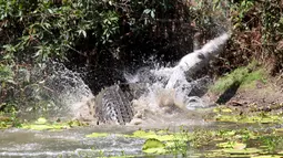 Seekor buaya air asin melemparkan buaya lainnya ke udara saat bertarung di Catfish Waterhole, Taman Nasional Rinyirru, Queensland, Australia, 26 Oktober, 2015. Dua ekor buaya tersebut kelaparan untuk saling memakan. (REUTERS/Sandra Bell)
