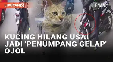 Seorang pemilik kucing di Muara Baru, Penjaringan, Jakarta Utara menuai atensi media sosial. Ia berusaha mencari kucingnya yang hilang terbawa driver ojek online, bukan karena diculik. Dalam video yang diunggah, kucing tersebut menjadi 'penumpang gel...