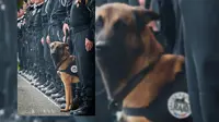 Anjing Tim Anti-Teror Prancis Tewas Saat Buru Bomber Paris (Twitter/The Guardian)