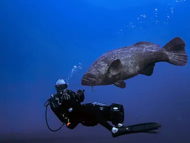 Ikan kerapu goliat Atlantik berenang di dekat Pantai Boynton, Florida pada 10 September 2023. (Jesus OLARTE / AFP)