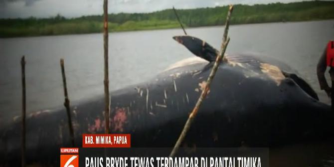 Paus Bryde Ditemukan Tewas Terdampar di Papua