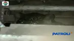 Seekor macan tutul bersembunyi di bawah rumah warga di Sukabumi, Jawa Barat, usai mencari makanan di perkampungan.