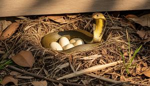 Sarang Ular King Cobra/ Ilustrasi AI