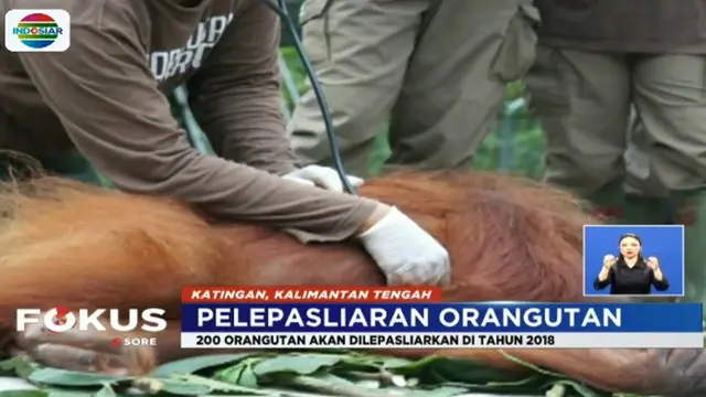 BOSF Lepas 4 Orangutan ke Hutan Kalimantan