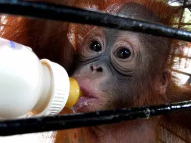 Seekor bayi Orang Utan minum susu saat berada di kandang Tempat Perawatan Satwa Bermasalah, Kebun Binatang Surabaya (KBS), Selasa (24/4). KBS dilengkapi Tempat Perawatn Satwa Bermasalah, yaitu satwa yang mengalami berbagai masalah sejak lahir, diantaranya induk tidak bisa menyusui, induk mati dan tak dirawat induknya. (Antarafoto)