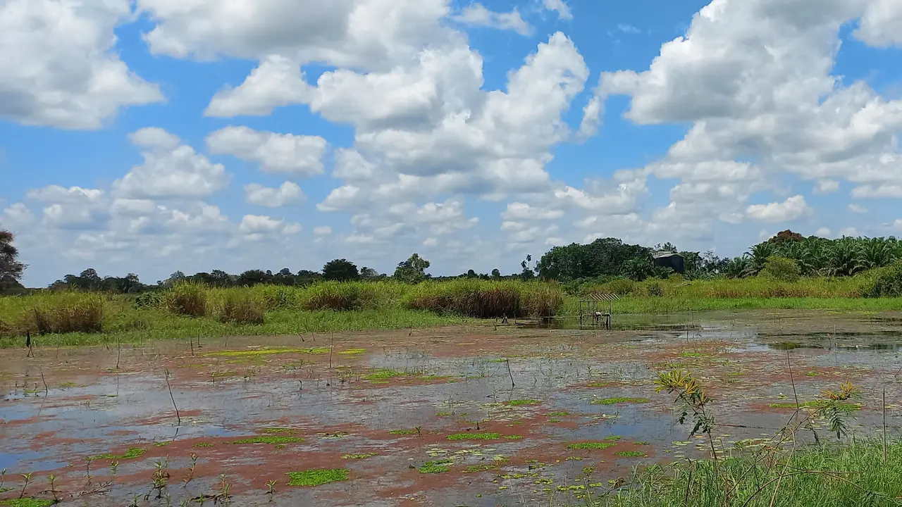 Sawah Banjir