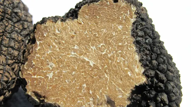 Ilustrasi Jamur Truffle