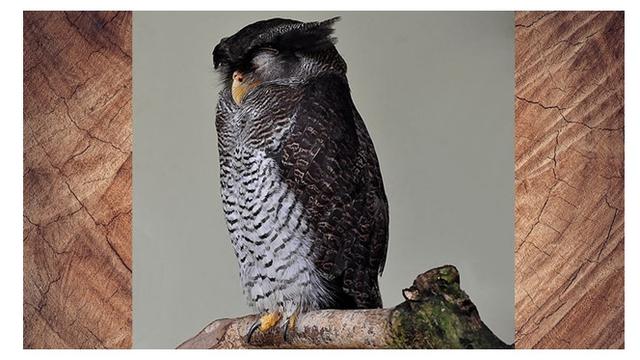 Jenis Burung Hantu Paling Populer