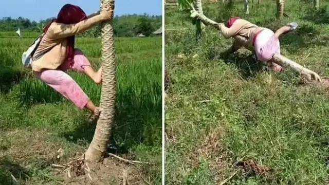 Penuh Perjuangan, Ini 9 Potret Orang Petik Buah dengan Cara Kocak