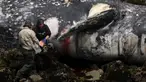 Dua pekerja Pacifica City memeriksa bangkai paus abu-abu yang terdampar di Pantai Pacifica State, California (14/5/2019). Paus mati tersebut merupakan yang kesepuluh ditemukan terdampar di pantai di Wilayah Teluk San Francisco sejak Maret lalu. (AFP Photo/Justin Sullivan)
