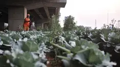 Harun (50) saat merawat kebun sayur di pinggir Jalan Tol Becakayu, Jakarta, Kamis (18/6/2020). Sudah 2 tahun Harun yang berprofesi sebagai petugas kebersihan itu menyambi berkebun sayur-mayur dengan memanfaatkan lahan kosong tepat berada di bawah jalan Tol Becakayu. (merdeka.com/Iqbal S. Nugroho)