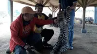 Seekor macan tutul yang dktemukan dalam keadaan mati dipindahkan ke tempat aman sebelum dibawa ke Kebun Binatang Bandung untuk memastikan penyebab kematiannya. (Istimewa)