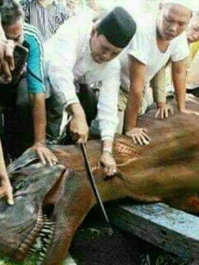 6 Editan Foto Sembelih Hewan Kurban saat Iduladha Ini Bikin Ngakak