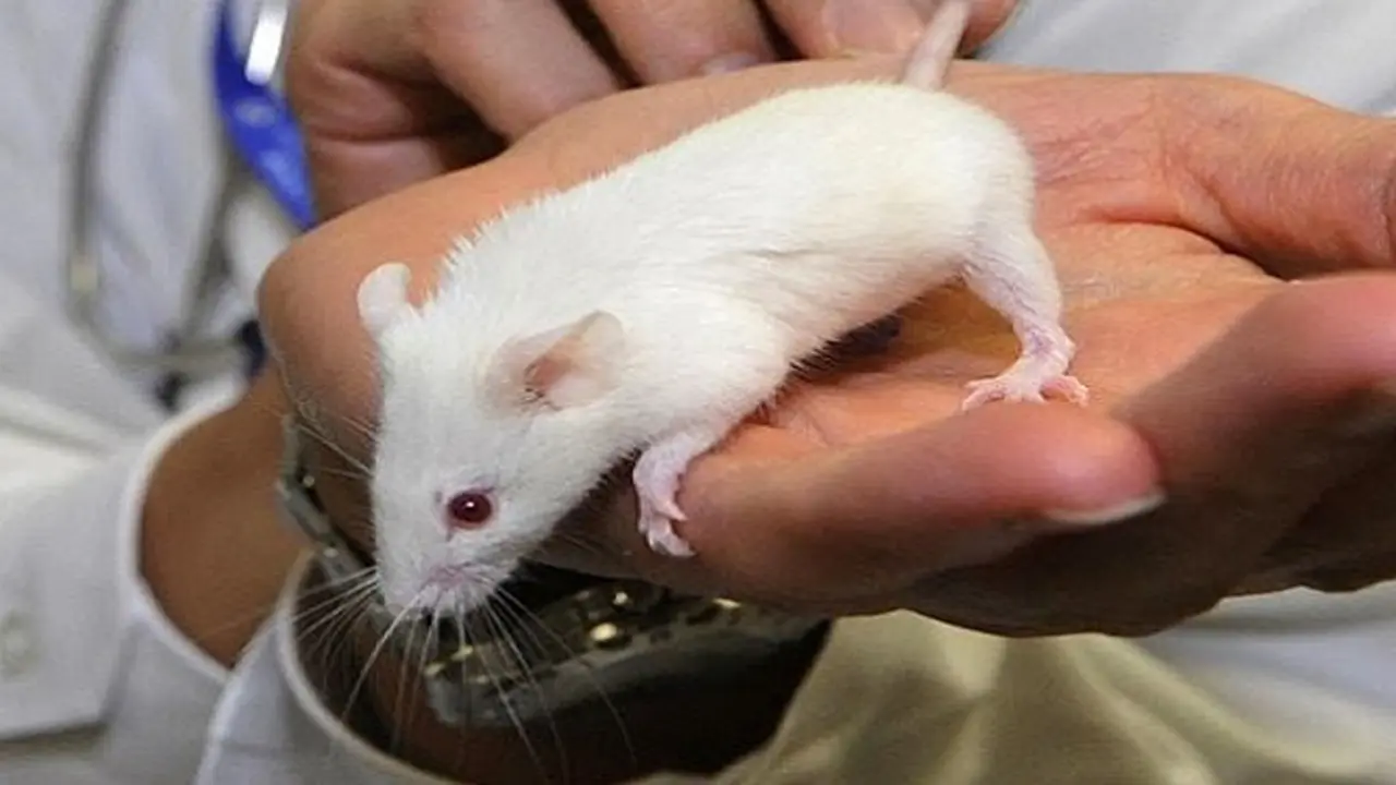 Inilah Alasan Kenapa Tikus Selalu Jadi Bahan Percobaan