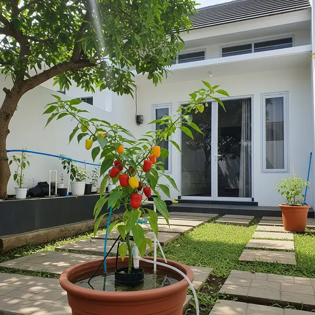 12 Jenis Pohon Buah Mini yang Bisa Ditanam Tanpa Tanah, Solusi di Lahan Sempit