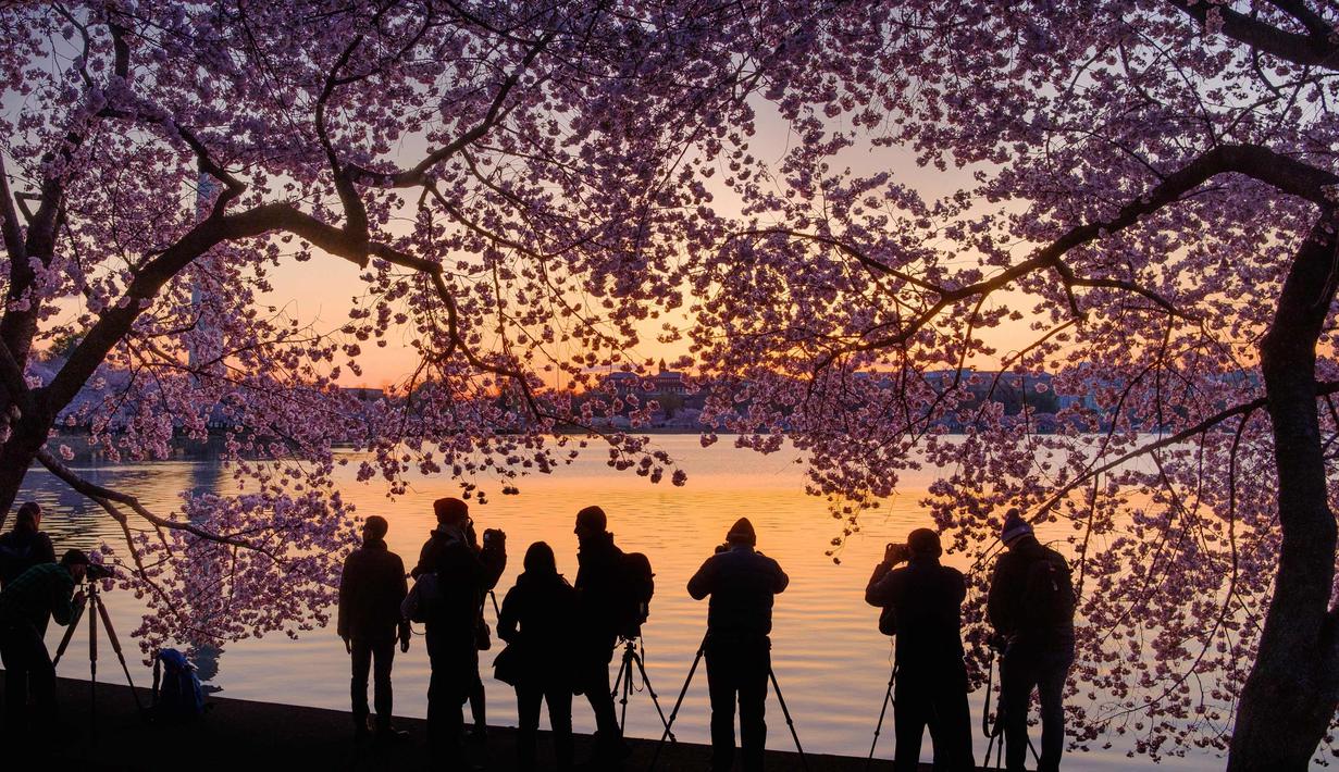 FOTO Indahnya Pemandangan Bunga  Sakura  Saat Matahari 