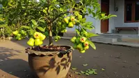 10 Tanaman Buah yang Cocok Ditanam di Pot Besar di Rumah, Ini Tips Cepat Berbuah