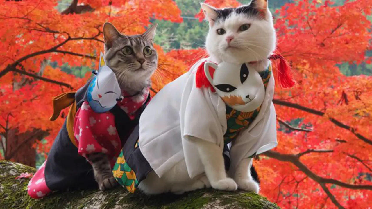 Lelaki Ini Buatkan Kostum Anime Untuk Cosplay Dua Kucingnya, Yuki dan Koyomi