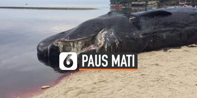 VIDEO: Paus Sperma 12 Meter Mati Membusuk di Pantai Filipina