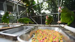 Burung beo Puerto Rico makan di pusat penangkaran di Iguaca Aviary, El Yunque, Puerto Rico, (6/11). Badai Maria yang melanda Puerto Rico menghancurkan habitat dan sumber makanan mereka. (AP Photo/Carlos Giusti)