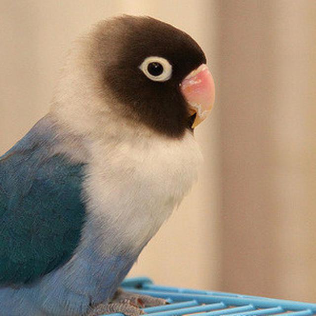 20 Vitamin Burung Terbaik Untuk Lovebird Dan Mereknya Burungnya Com