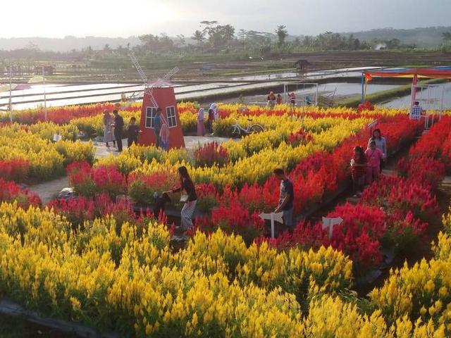 Menikmati Mentari Pagi Di Hamparan Celosia Si Tanaman Pengendali