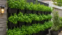 Ide Kebun Daun Mint dan Kemangi di Pagar Rumah agar Halaman Lebih Segar dan Produktif
