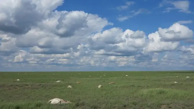 Ribuan Antelop saiga yang hidup di padang rumput terpencil di Kazakhstan mati secara massal.